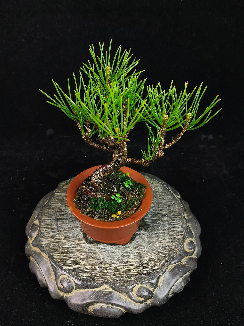 Thumbnail: Pinus thunbergii 'dwarf' (Kuromatsu/Japanese black pine/黑松) bonsai