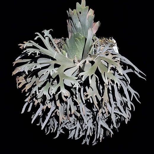 Platycerium willinckii 'Jenny' TC | website