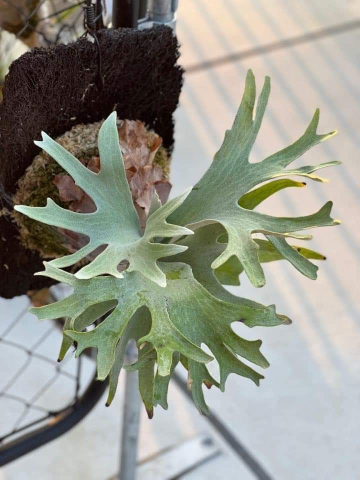 Thumbnail: Platycerium Ginka (TC) (Geisha)