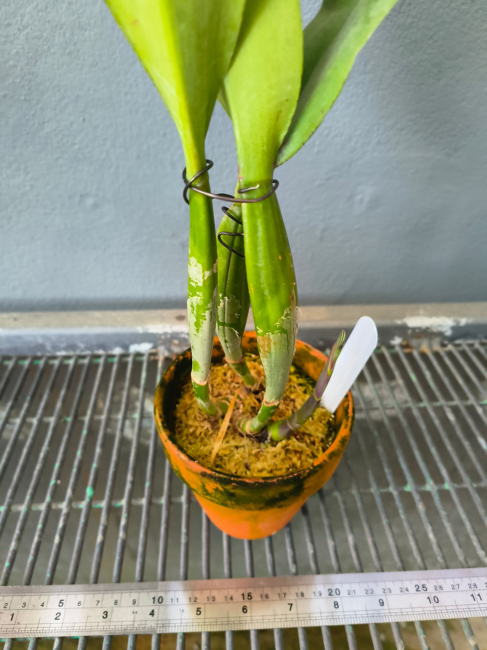 Thumbnail: Cattleya mossiae rubra 'Willowbrook' FCC/AOS (OG)