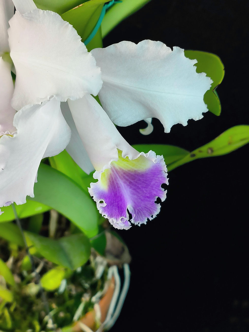 Thumbnail: Cattleya trianae coerulea 'black#1'
