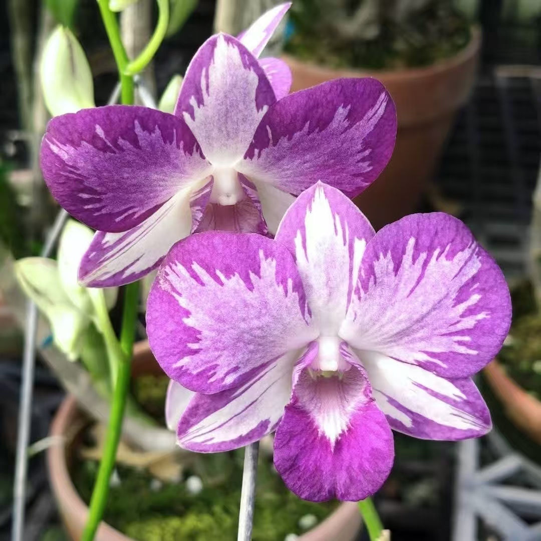 Dendrobium Burana Pink 'Blue Splash'