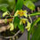Thumbnail: Dendrobium venustum 
