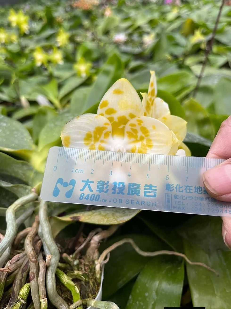 Thumbnail: Phalaenopsis Yaphon Love Song 'Yaphon#18'