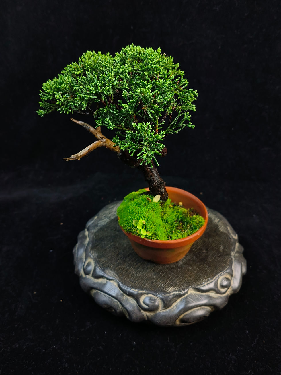 Thumbnail: Juniperus chinensis (Japanese Itoigawa Shimpaku 日本糸魚川真柏) bonsai