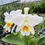 Thumbnail: Cattleya gaskelliana alba 'Elizabeth' (OG)