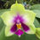 Thumbnail: Phalaenopsis bellina 'Green Peony' x 'Blue Eyes'