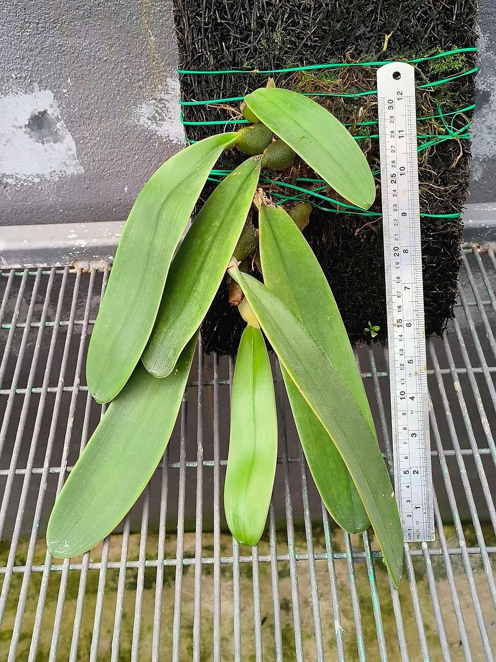 Thumbnail: Bulbophyllum fletcherianum 