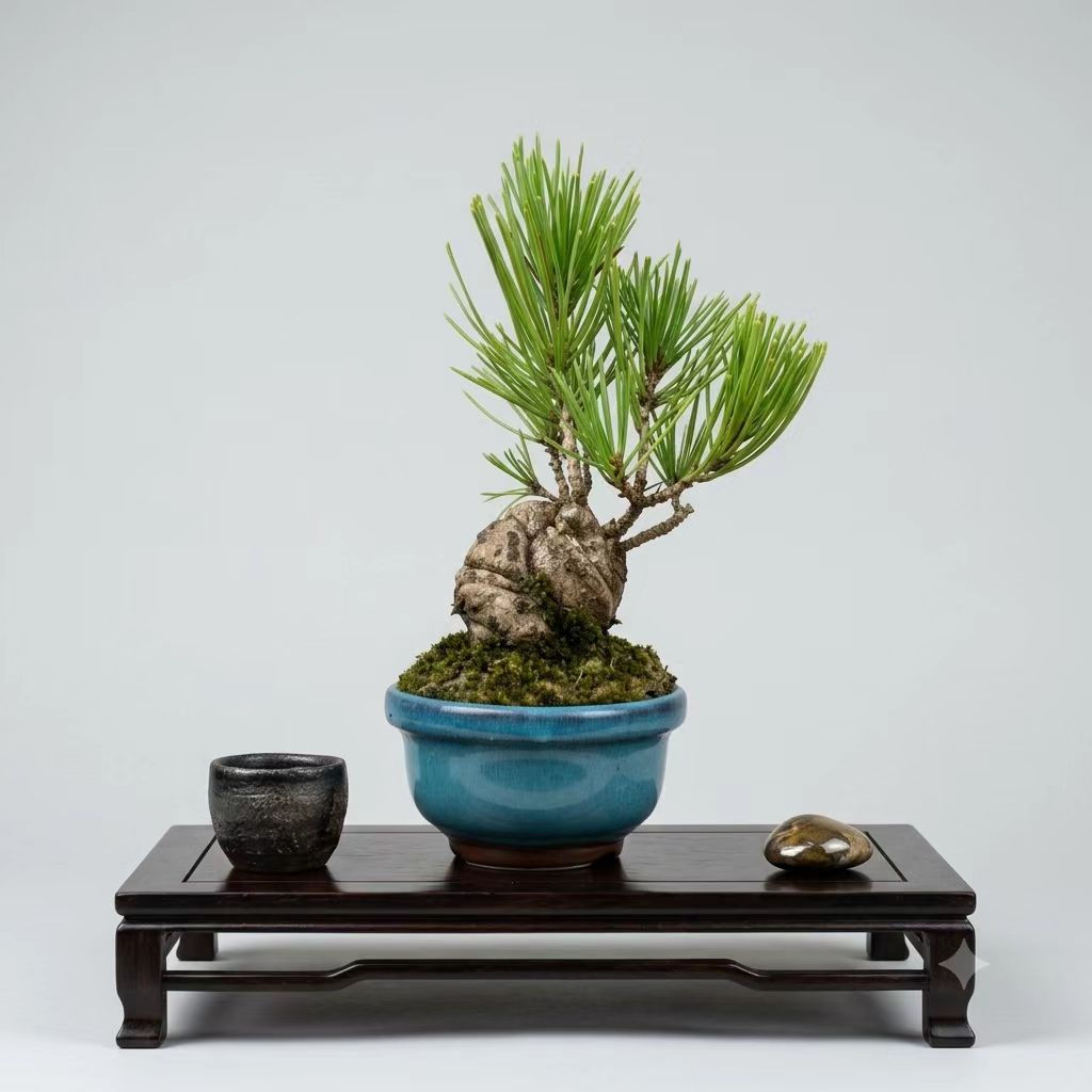 Pinus thunbergii 'dwarf' (Kuromatsu/Japanese black pine/黑松) bonsai