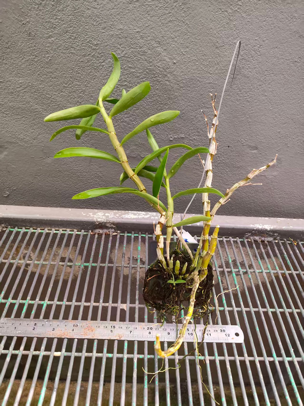 Thumbnail: Dendrobium Jairak Soothe