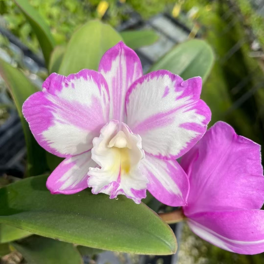 Ctt. Doris and Byron 'Christmas Rose splash'