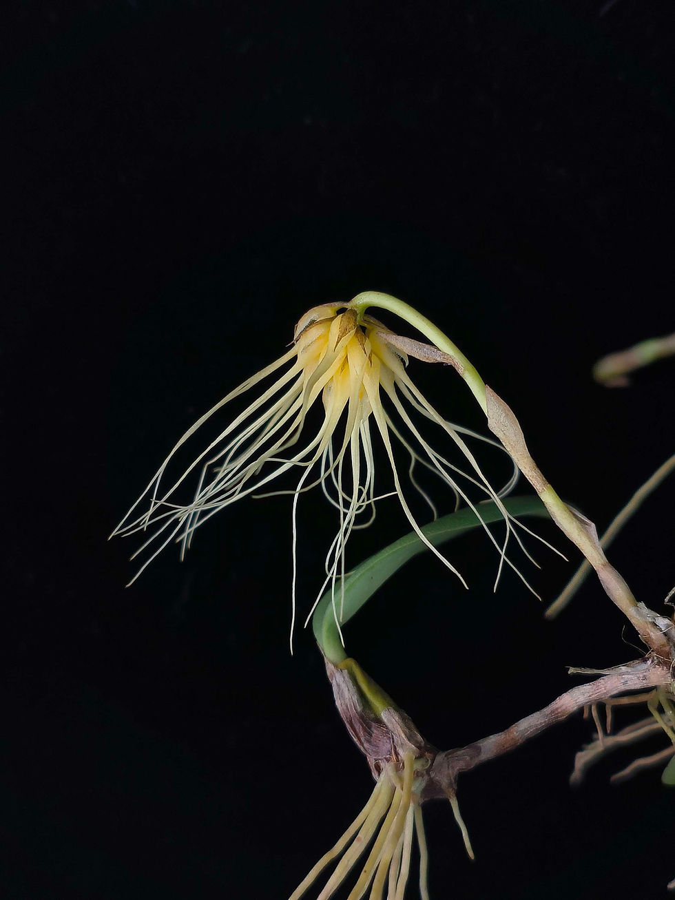 Thumbnail: Bulbophyllum vaginatum