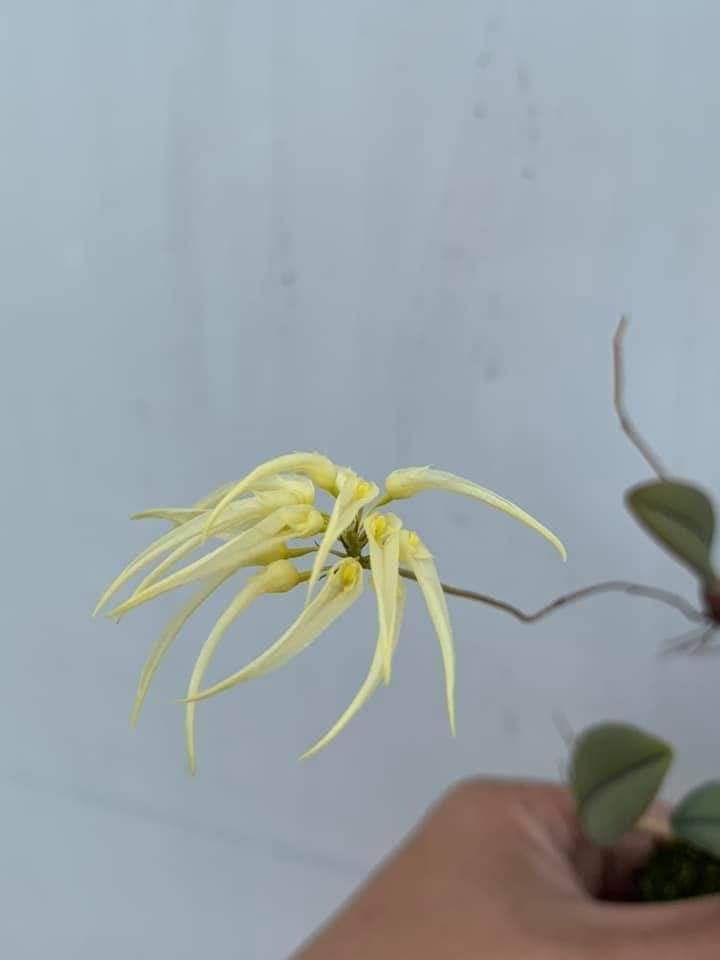 Thumbnail: Bulbophyllum purpurascens 'Red Spoons'