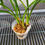 Thumbnail: Cymbidium ensifolium semi-alba 水迹素荷
