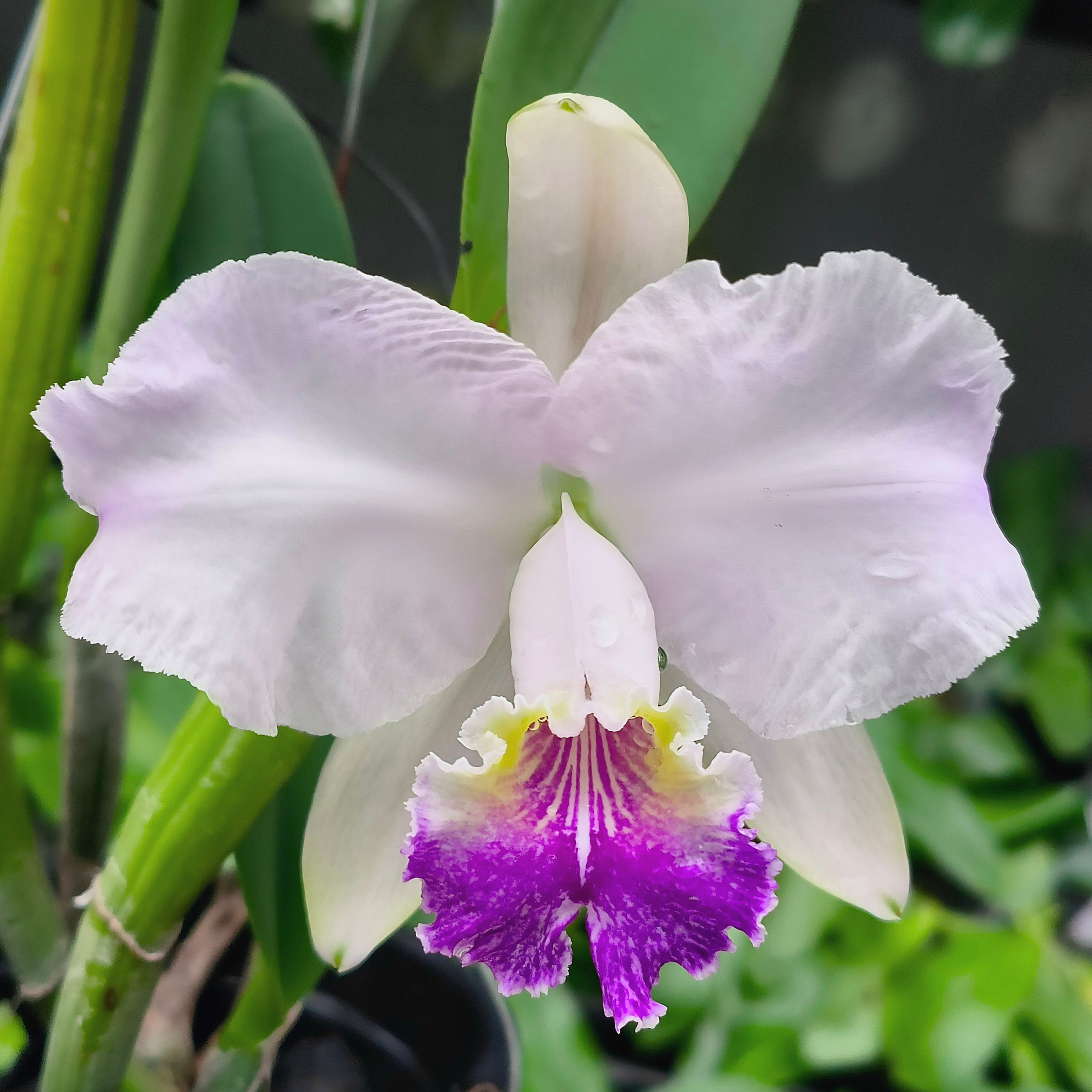 Cattleya lueddemanniana var. coerulea 'Melissa' OG