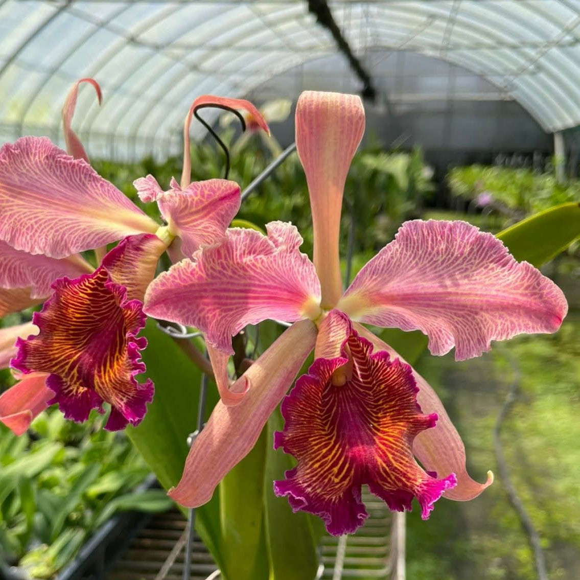 Cattleya dowiana var. rosita 'Happy Field' X self 