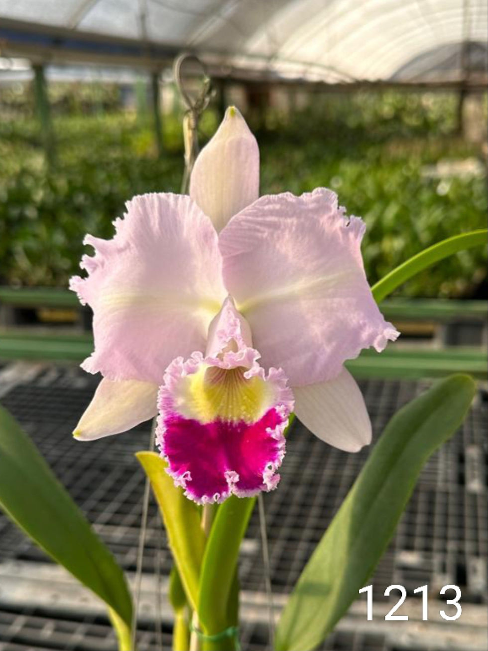 Thumbnail: Cattleya trianae trilabelo 'News' OA