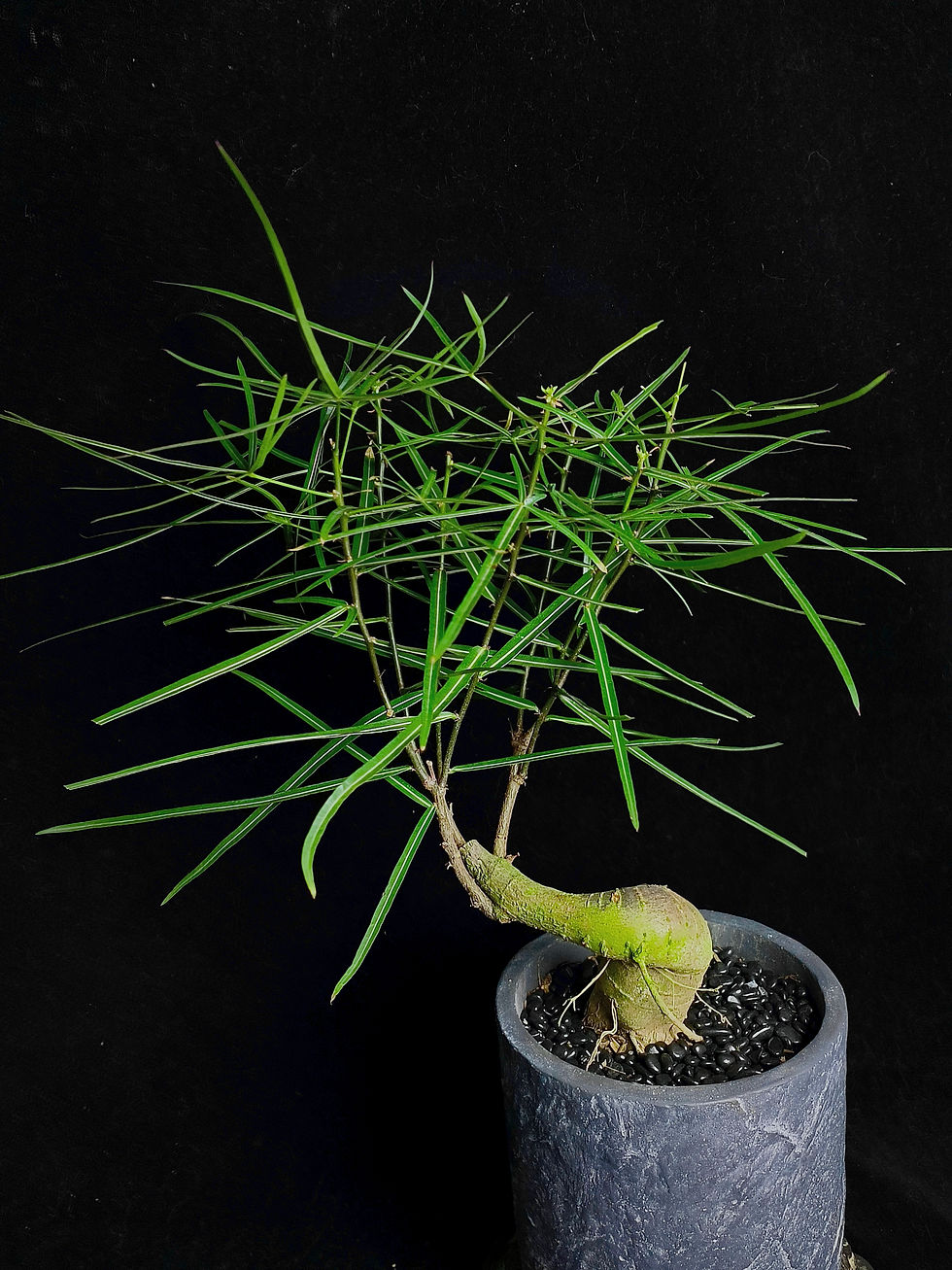 Thumbnail: Queensland Bottle Tree (Brachychiton rupestris)