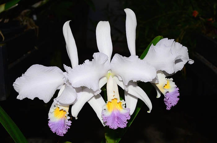 Thumbnail: Cattleya mendelii coerulea 'Labios Azules' x 'La Bonita'