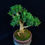 Thumbnail: Buxus sinica (Chinese Boxwood/黄杨) bonsai
