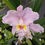 Thumbnail: Cattleya lueddemanniana var. concolor 'Reluz' OA