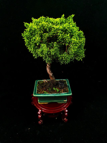 石付き糸魚川真柏　shinpaku Juniperus chinensis Juniperus chinensis (Japanese Itoigawa Shimpaku 日本糸魚川真