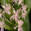 Thumbnail: Vandachostylis Lou Sneary 'white' 