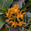 Thumbnail: Paraphalaenopsis denevei x Vanda Fuchs Sunset