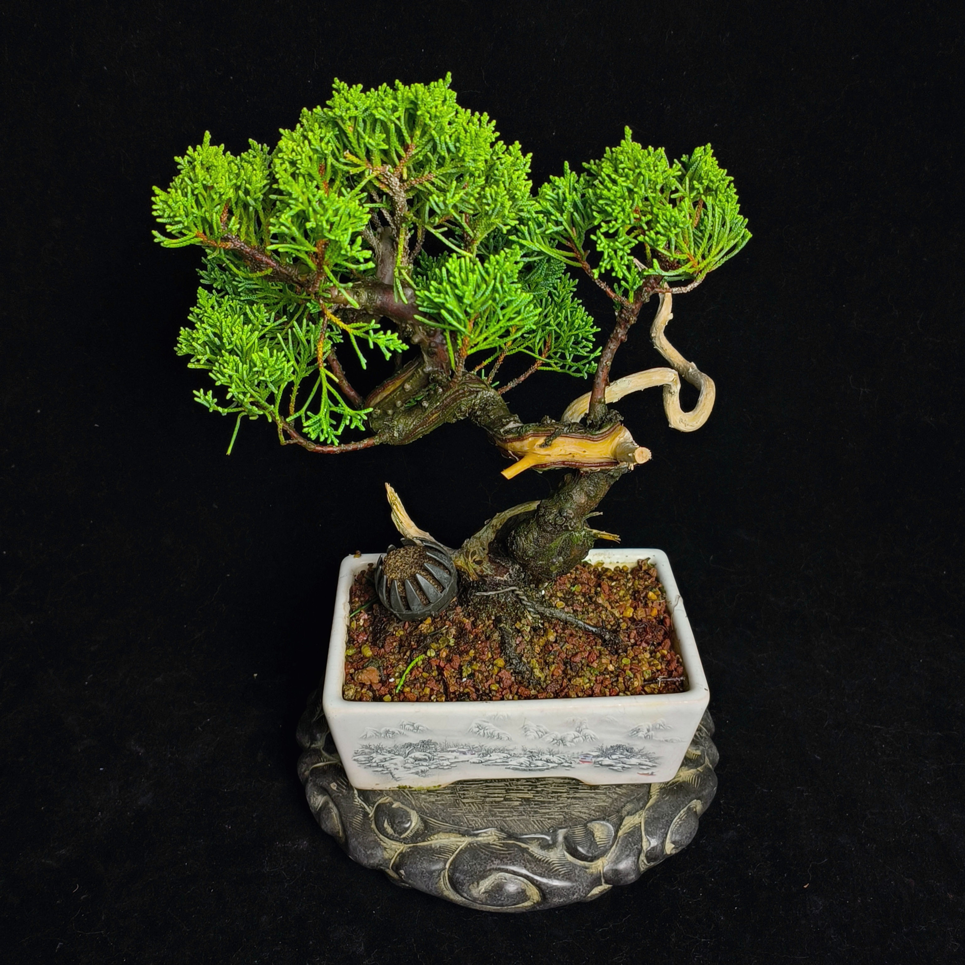 Juniperus chinensis (Japanese Itoigawa Shimpaku 日本糸魚川真柏) bonsai