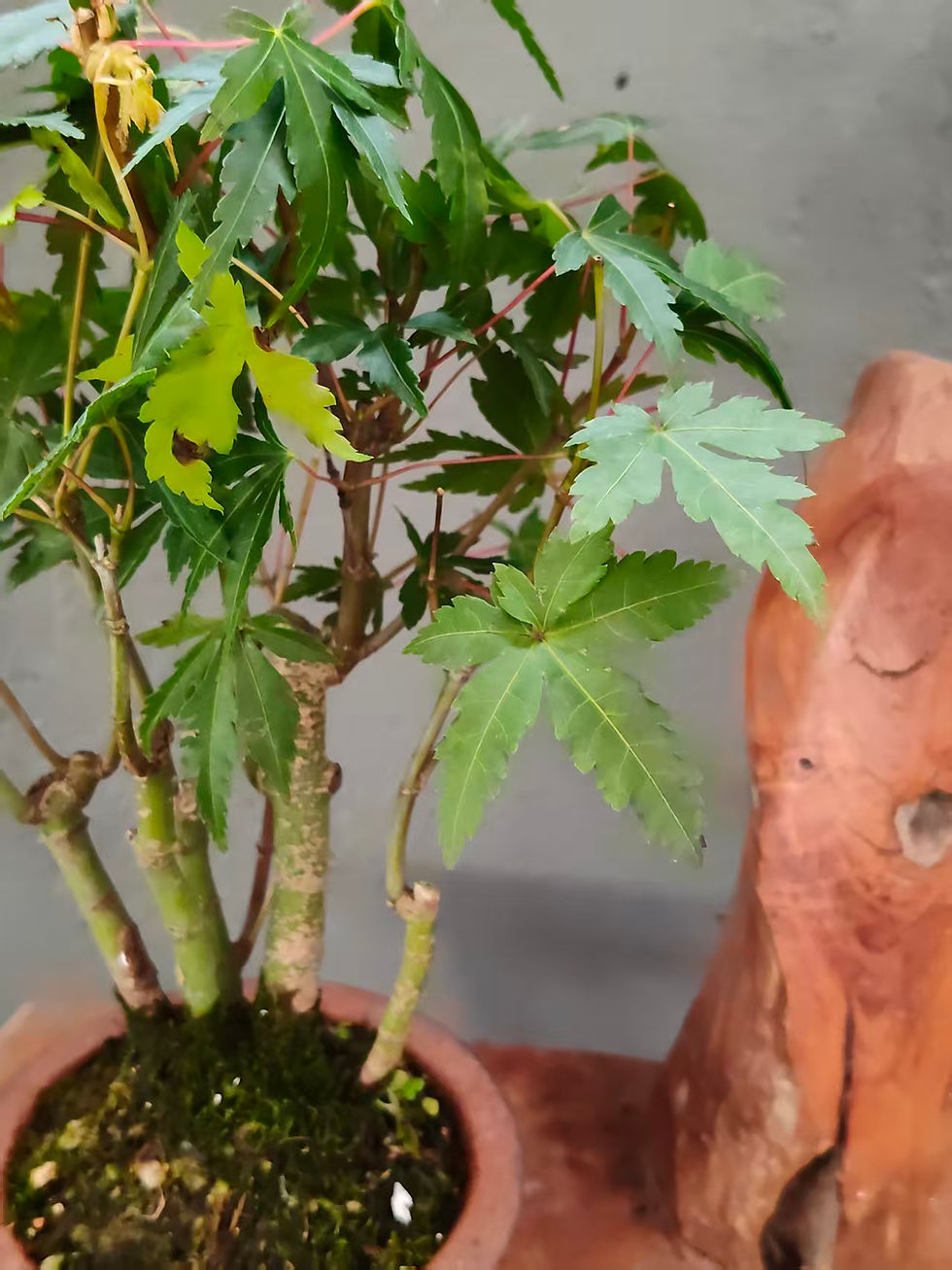Thumbnail: Acer palmatum (Japanese Maple) bonsai