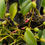 Thumbnail: Bulbophyllum membranaceum
