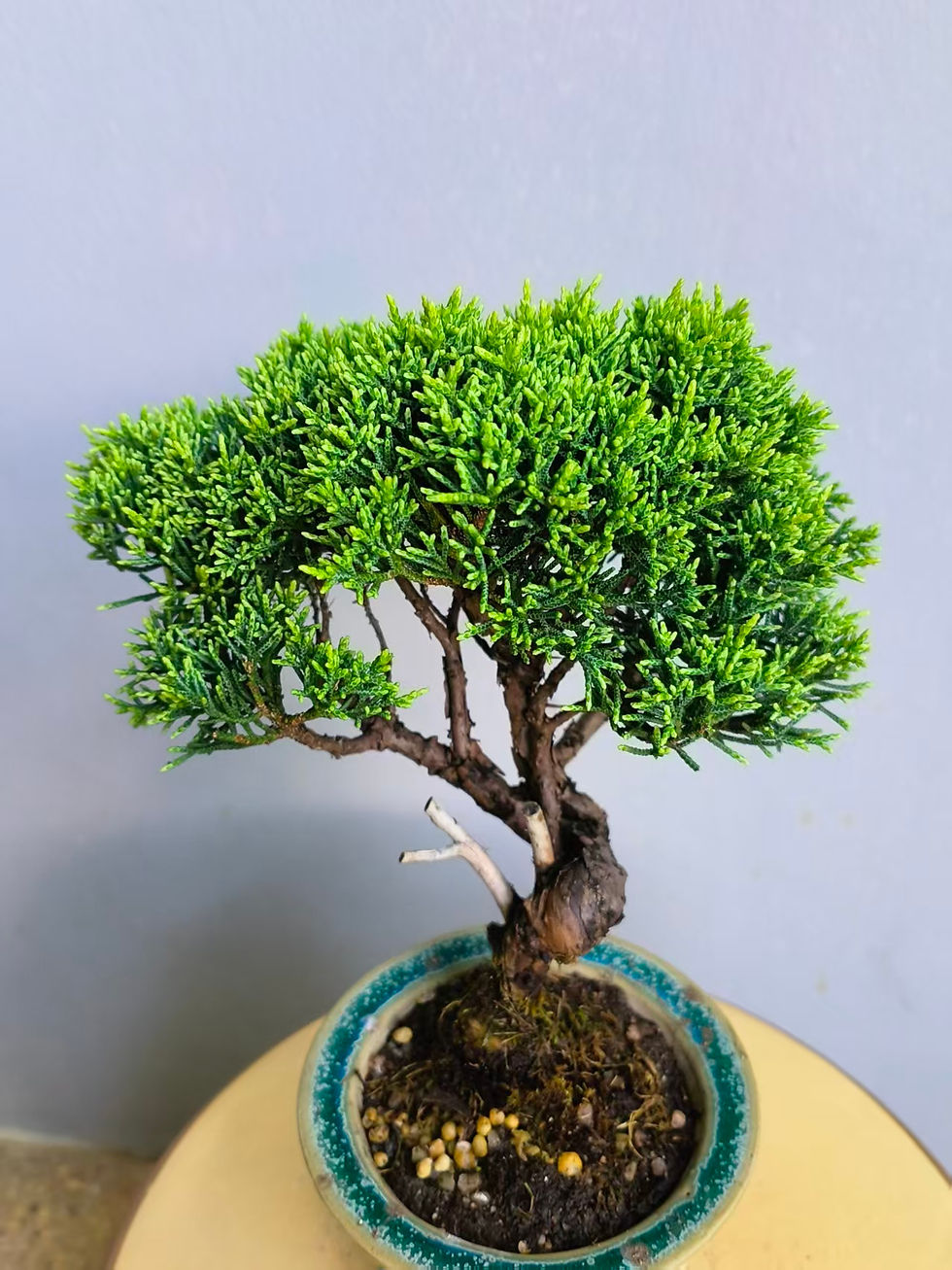 Thumbnail: Juniperus chinensis (Japanese Itoigawa Shimpaku 日本糸魚川真柏) bonsai