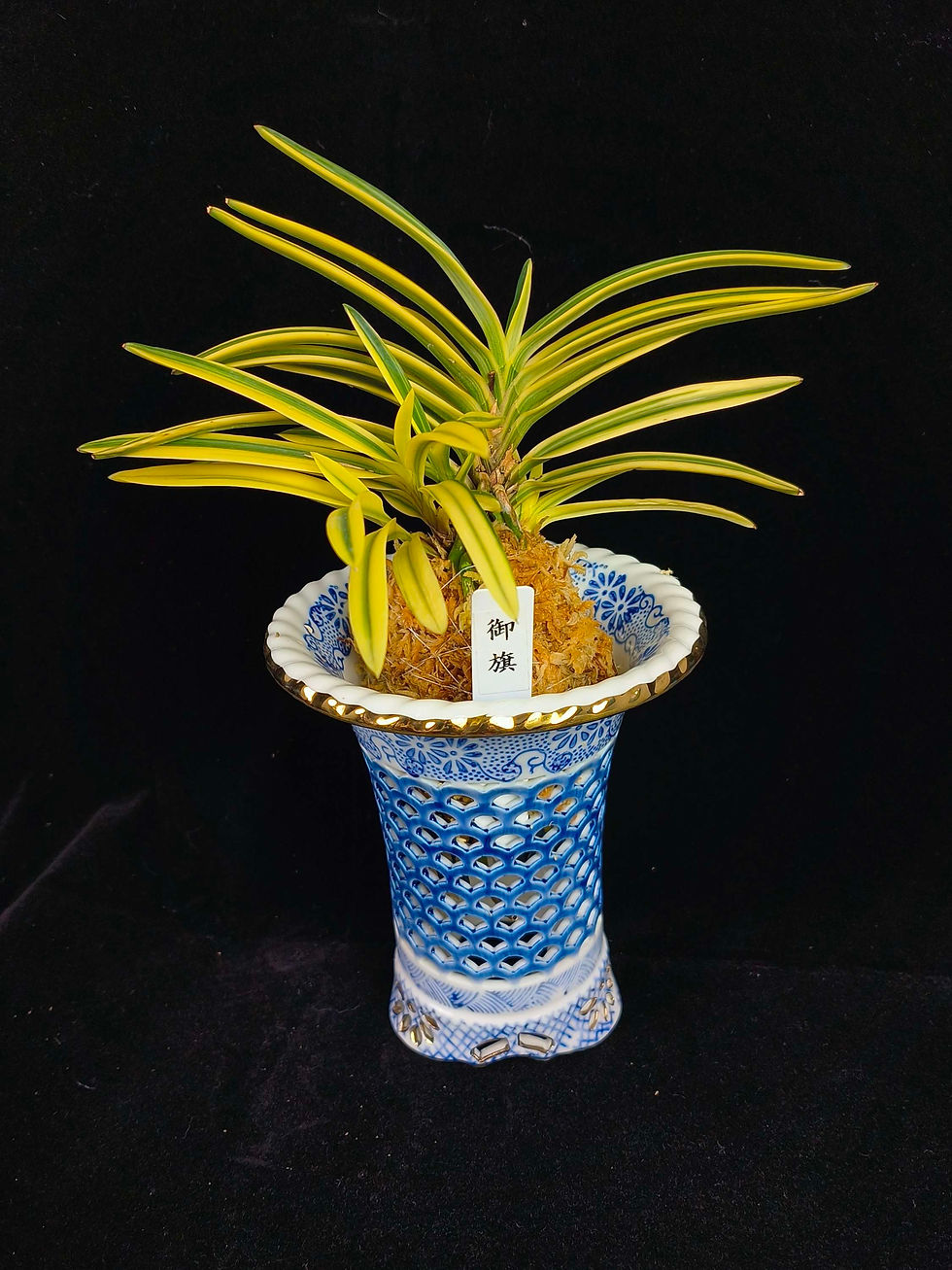 Thumbnail: Ceramic pot for Neofinetia falcata