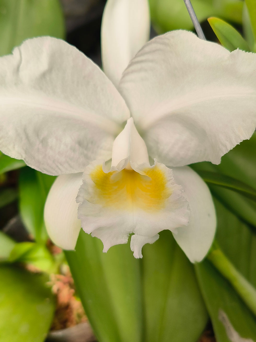 Thumbnail: Cattleya lueddemanniana alba 'cavacano' x 'angel'