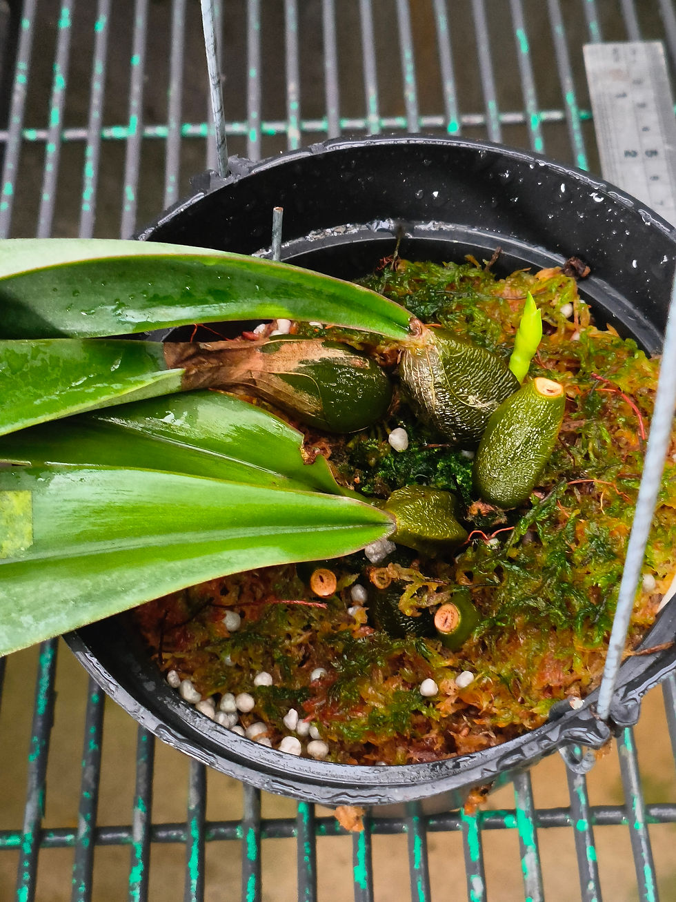 Thumbnail: Bulbophyllum orthosepalum
