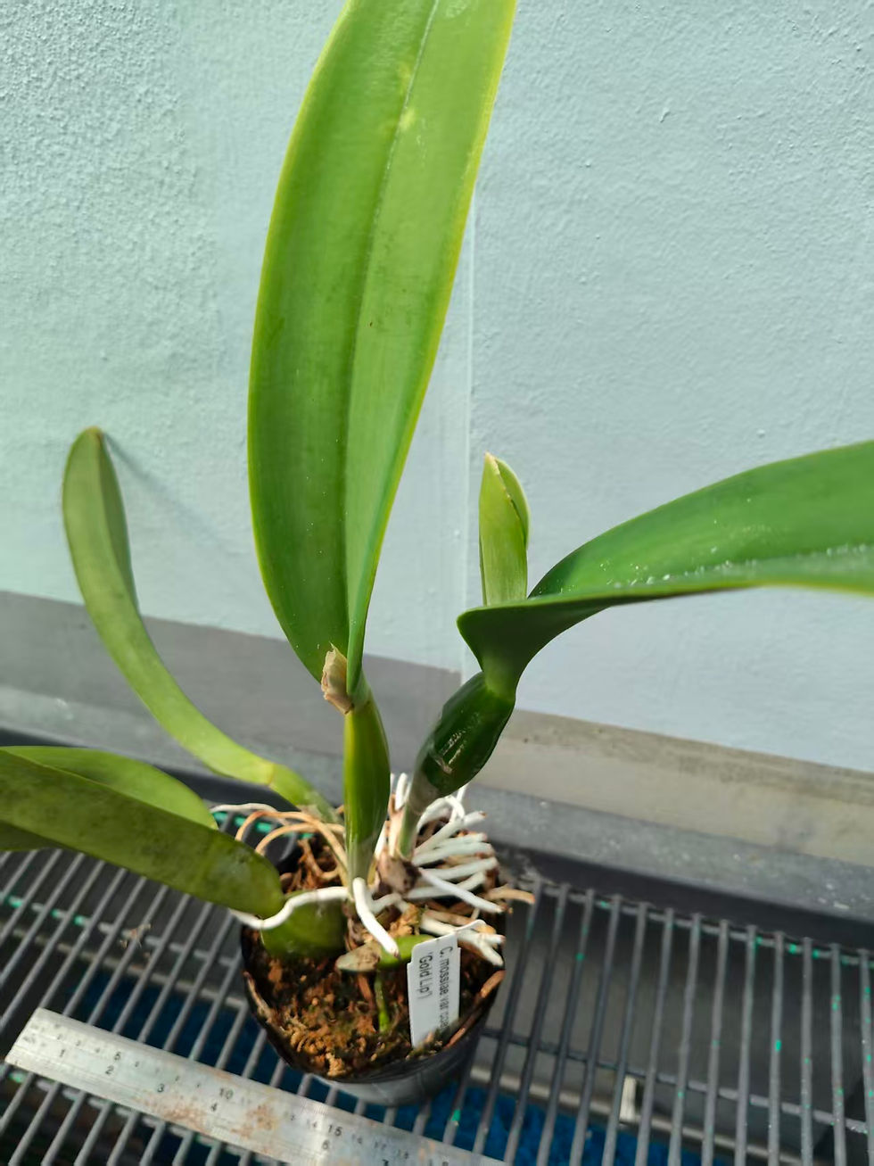 Thumbnail: Cattleya mossiae coerulea 'Blue Hawaii Gold Lip'