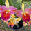 Thumbnail: Cattleya Amazing Thailand 'Rainbow' AM/RHT