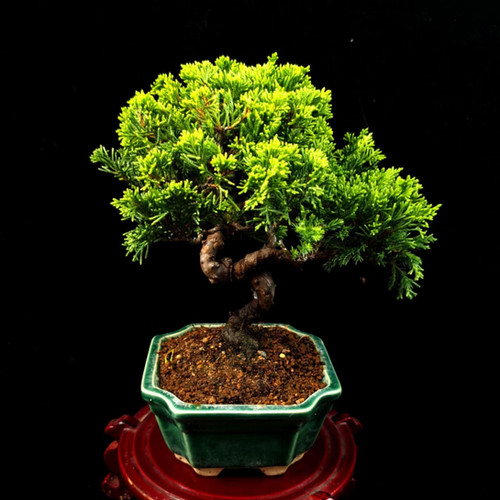 石付き糸魚川真柏　shinpaku Juniperus chinensis Juniperus chinensis (Japanese Itoigawa Shimpaku 日本糸魚川真