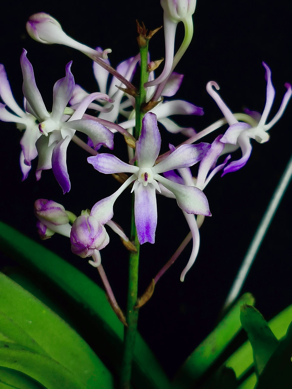 Thumbnail: Vandachostylis Lou Sneary 'blue' 