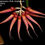 Thumbnail: Bulbophyllum Krairit Vejvarut