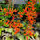 Thumbnail: Renanthera Kalsom 'Orange'