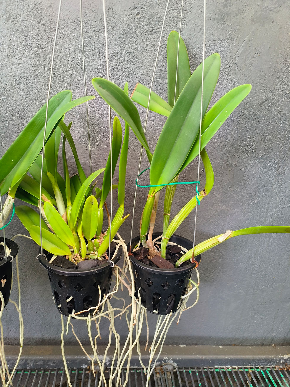 Thumbnail: Cattleya lueddemanniana coerulea 'clarissa' x 'arroyo'