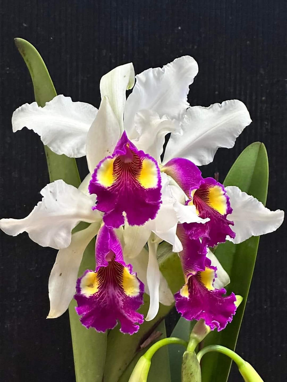 Thumbnail: Cattleya x hardyana semi-alba
