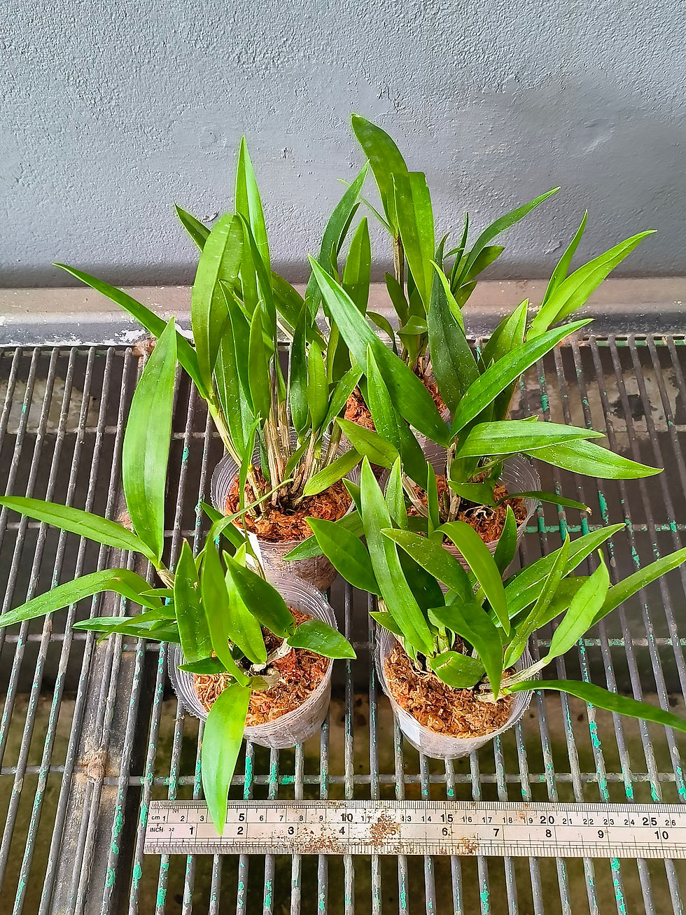 Thumbnail: Dendrobium Monkey Business