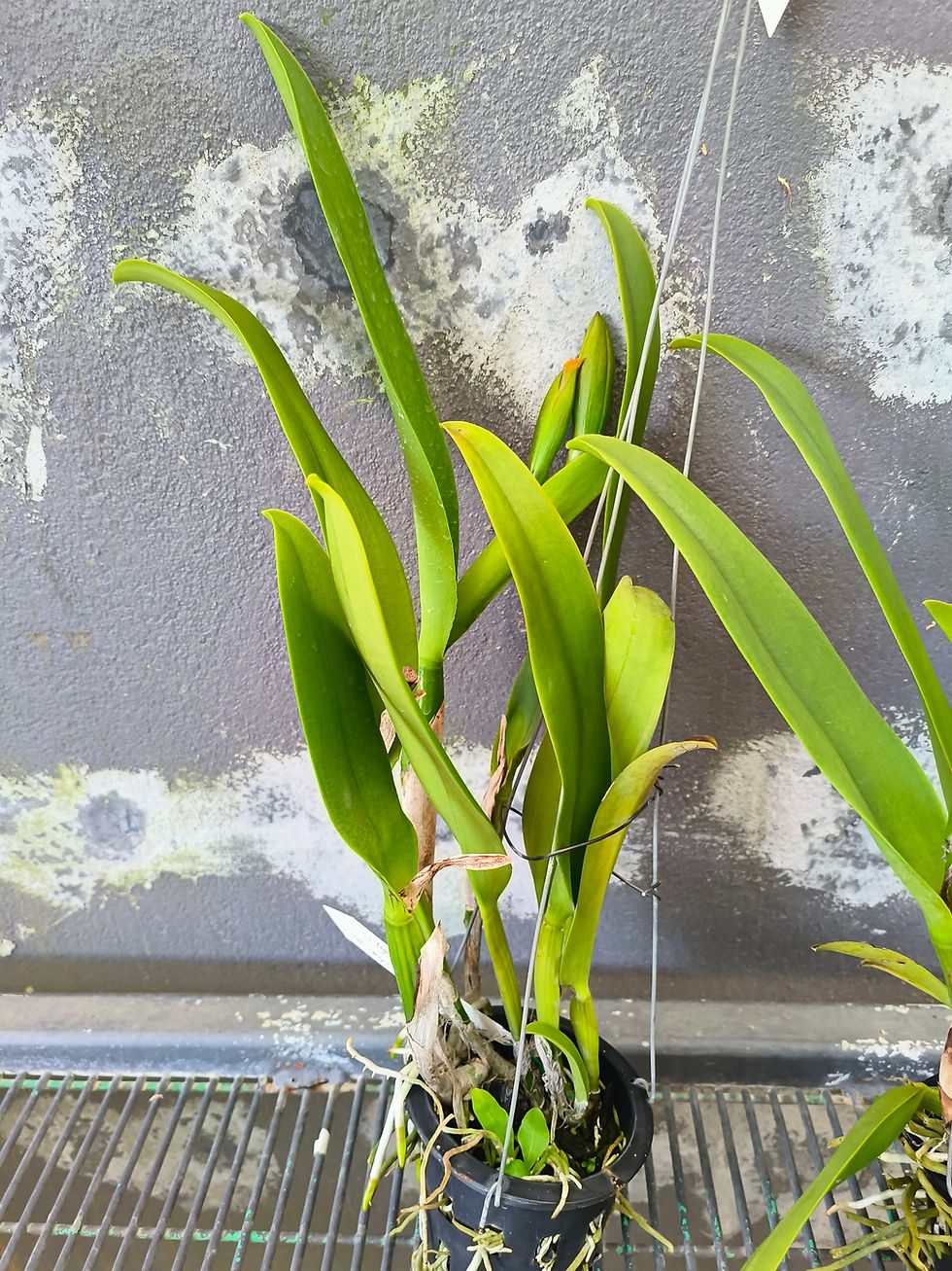 Thumbnail: Cattleya Amazing Thailand 'Gold Star' AM/AOS