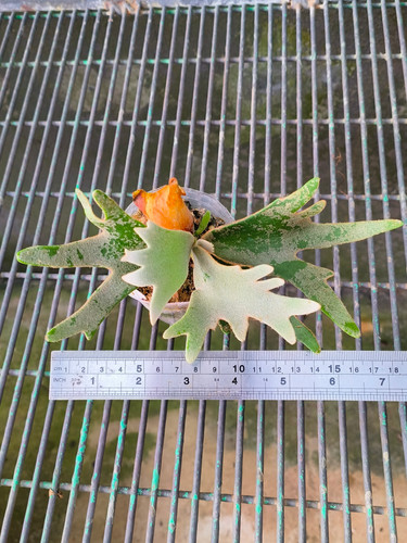 P.willinckii 'Nano' spore 2202 P. willinckii 'Nano' (spore