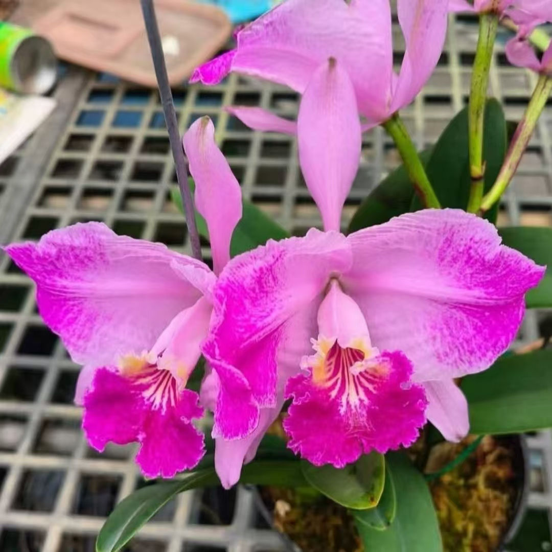 Cattleya lueddemanniana flamea 'round'