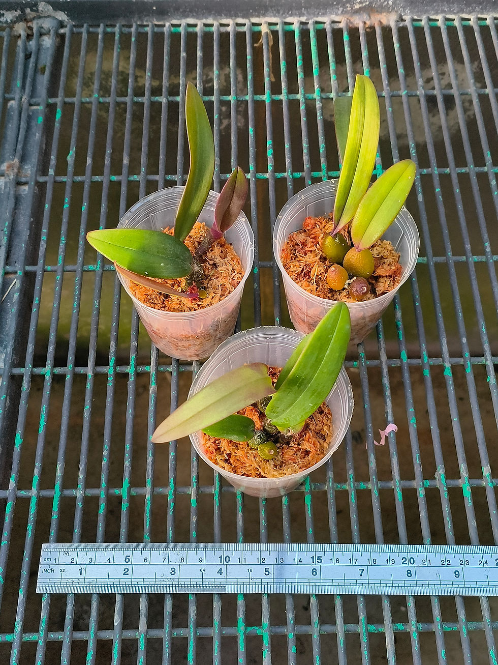 Thumbnail: Bulbophyllum cruentum
