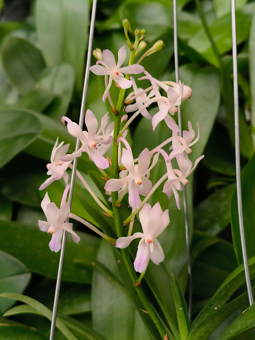 Thumbnail: Vandachostylis Lou Sneary 'white' 