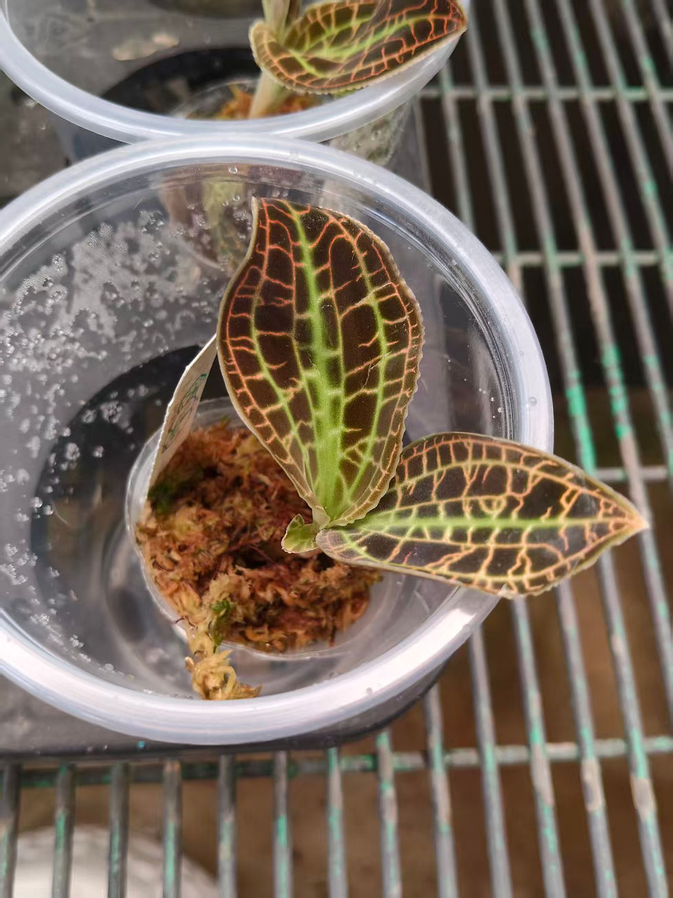 Thumbnail: Macodes sanderiana